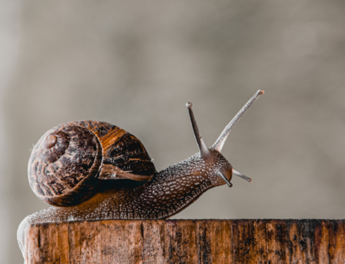 The Hidden Risks Slowing Private Equity Growth